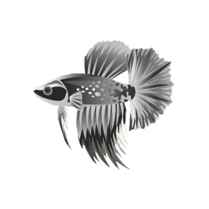 Grey Scale Betta